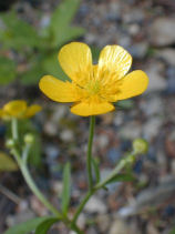 ���܂̂�������