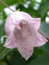 �ق���Ԃ���