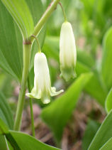 ���܂ǂ���