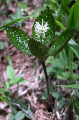 �ЂƂ肵����