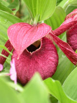 �قĂ������肻��