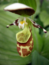 ���΂Ȃ̂����肻��