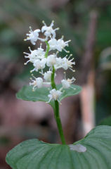 �܂����邻��