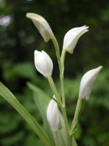 �����΂�����