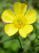 ���܂̂�������