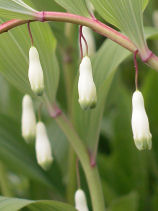 ���܂ǂ���