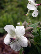 ����΂Ȃ����˂���Ȃ��ӂ���