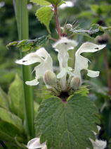 ���ǂ肱����