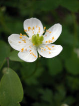 �����񂻂�