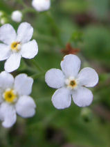 �������߂΂���