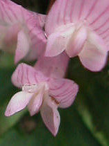 �����߂���