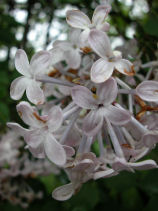 ���C���b�N