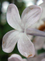 ���C���b�N