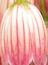 ���炳�ǂ�����