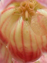 ���炳�ǂ�����