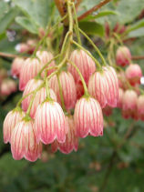 ���炳�ǂ�����