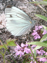 �݂�܂��낿�傤