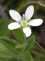 ������܂ӂ���