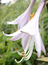 ���΂̂��ڂ�