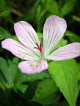 �͂�����ӂ���