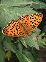 �Ђ傤���񂿂傤