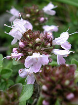 ���Ԃ����Ⴑ������