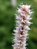 ���Ԃ��Ƃ�̂�