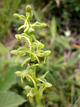 �����˂�������