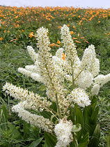 ���΂���������