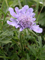 �܂ނ�����