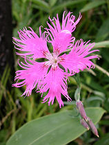 �����˂Ȃł���