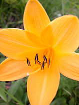 �ɂ�����������