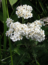 �̂����肻��