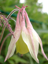 ���΂Ȃ̂�܂����܂�