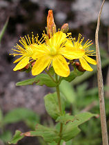 �݂�܂��Ƃ���