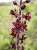 �����˂���낻��