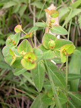 �����Ƃ�����