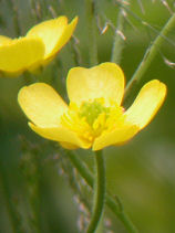 ���܂̂�������