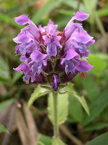 ���ڂ���