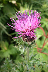 �����݂ɂƂ܂�ԃA�u�@���ɉԕ����񂲂����Ă���