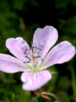 �����ӂ���