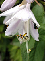 ���ڂ���