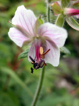 ����Ȃ��ӂ���