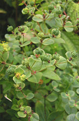 �͂����񂽂�����