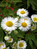 �Ђ߂�����