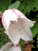 �ق���Ԃ���