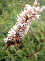 ���Ԃ��Ƃ�̂�