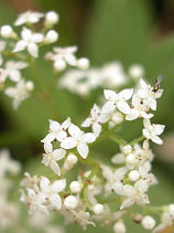 �����܂�