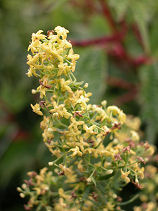 ���΂Ȃ̂����܂�