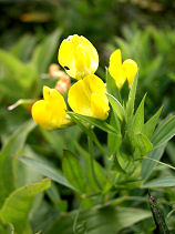 ���΂Ȃ̂���񂻂�